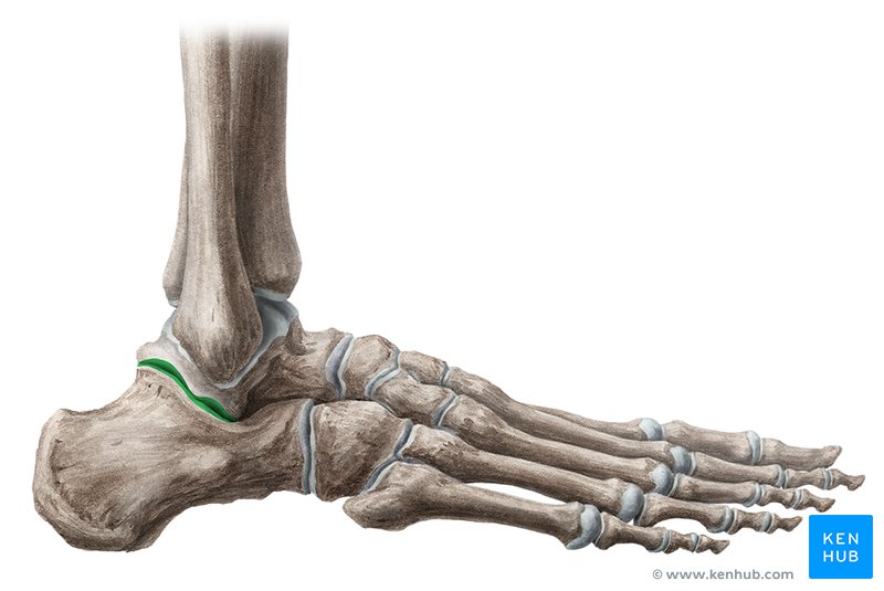 Subtalar joint - lateral-right view