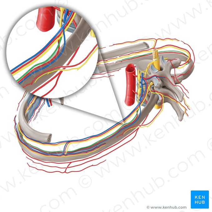 Collateral branch of intercostal nerve (Ramus collateralis nervi intercostalis); Image: Paul Kim