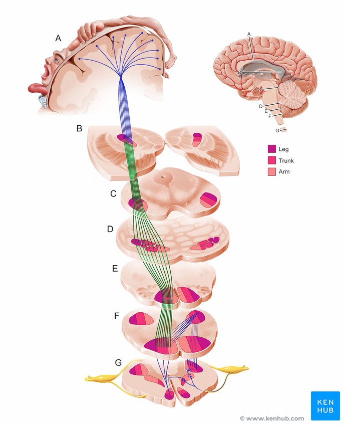 Corticobulbar tract - cross-sectional view