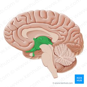Nervous system: Structure, function and diagram | Kenhub