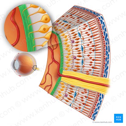 Couche des fibres nerveuses de la rétine (Stratum neurofibrarum retinae); Image : Irina Münstermann
