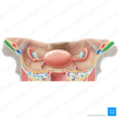 Iliacus muscle (Musculus iliacus); Image: Samantha Zimmerman