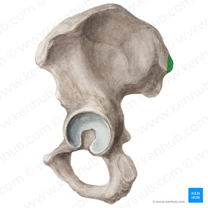 Spina iliaca posterior superior (Hinterer oberer Darmbeinstachel); Bild: Liene Znotina