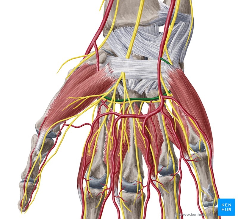 Deep palmar arch - ventral view