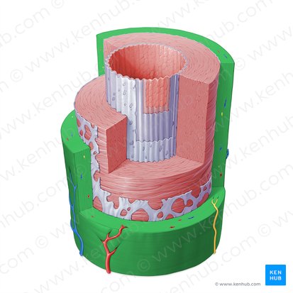 Tunica externa of artery (Tunica externa arteriae); Image: Paul Kim