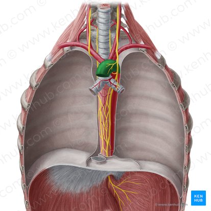 Arco aórtico (Arcus aortae); Imagen: Yousun Koh