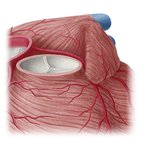 Left coronary artery