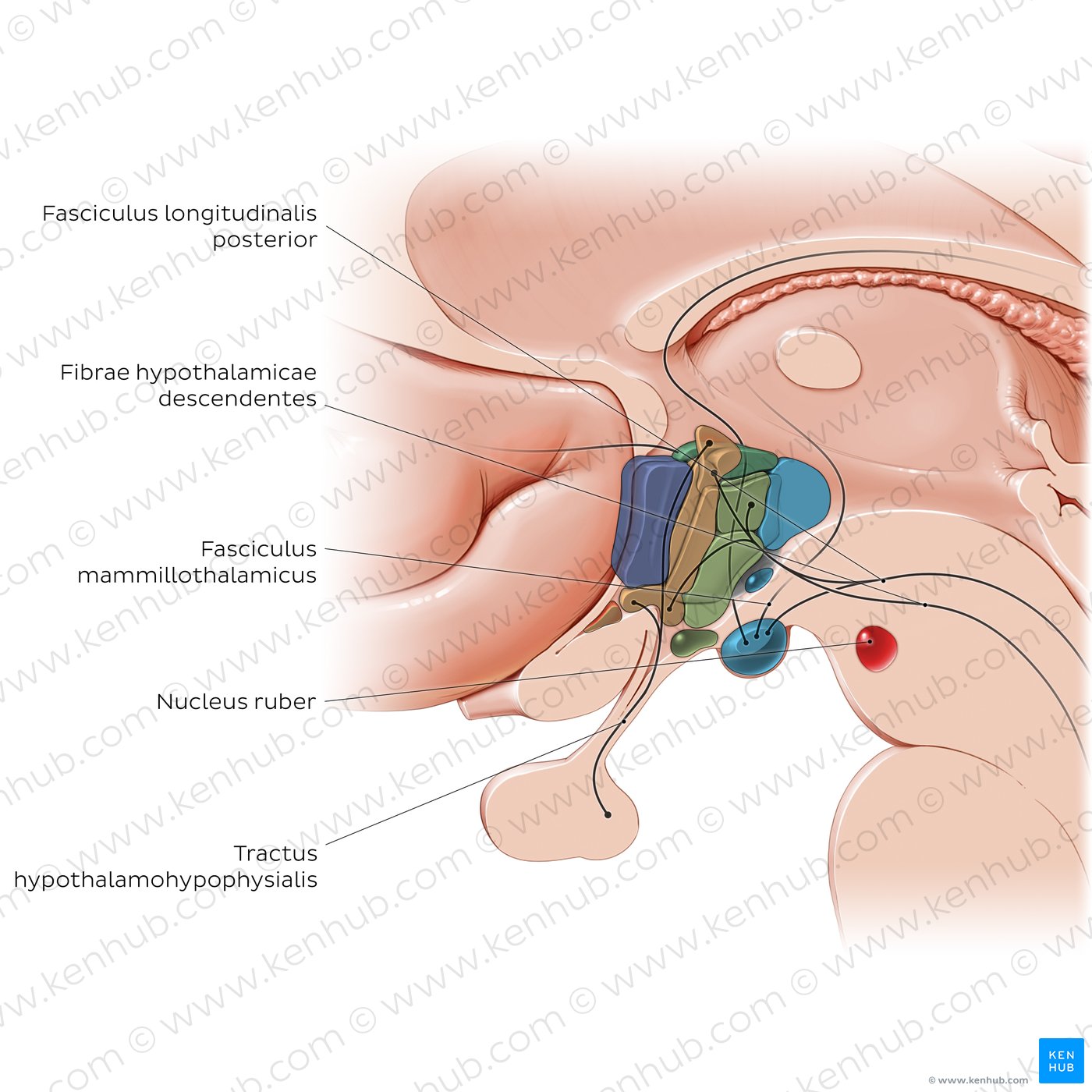 Hypothalamus: tracts