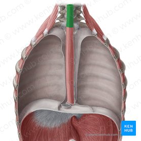 Cervical part of esophagus (Pars cervicalis oesophagi); Image: Yousun Koh