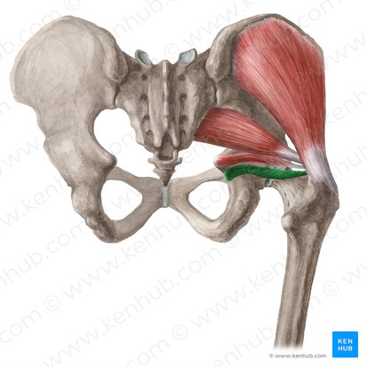 Inferior gemellus muscle (Musculus gemellus inferior); Image: Liene Znotina