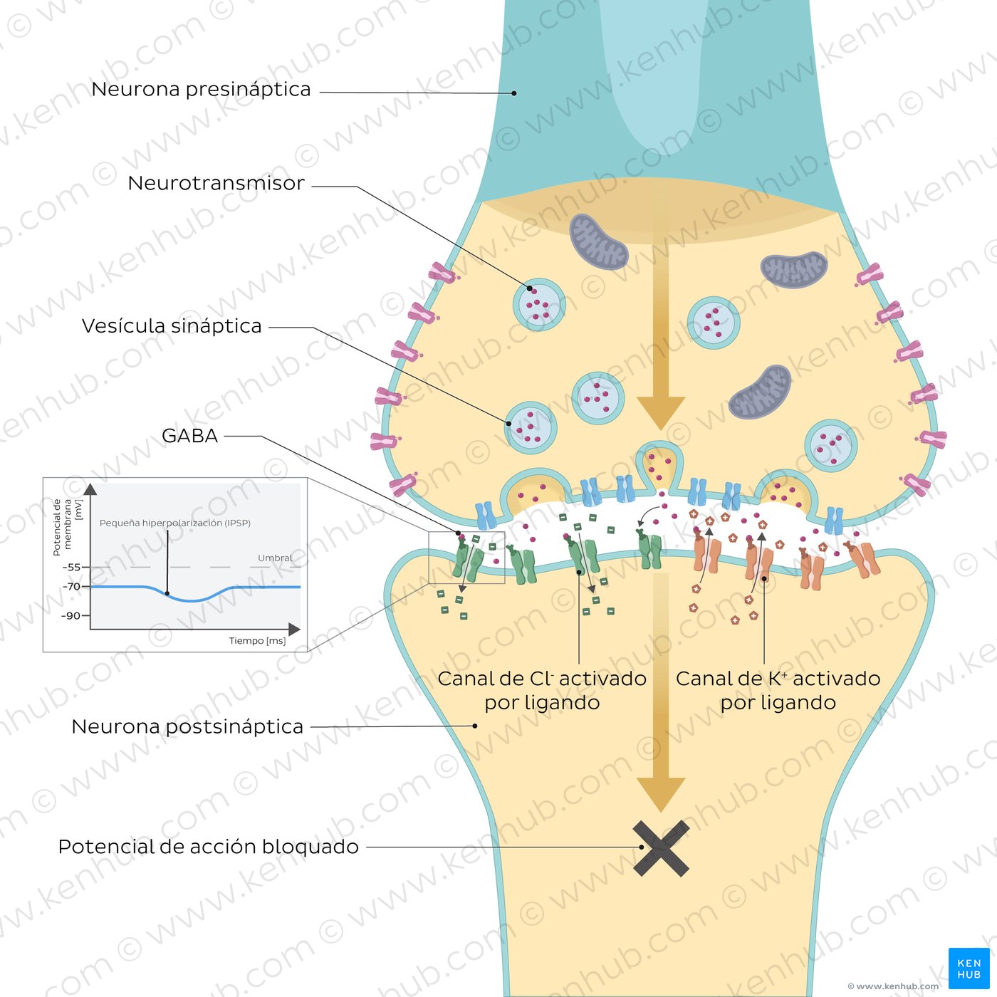 Sinapsis química: Estructura, función y diagrama | Kenhub