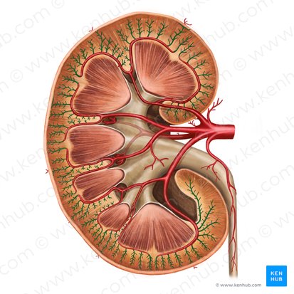 Arteriae interlobulares renis (Zwischenläppchenarterien der Niere); Bild: Irina Münstermann