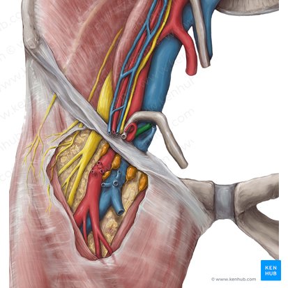 Arteria epigastrica inferior (Untere Bauchdeckenarterie); Bild: Hannah Ely