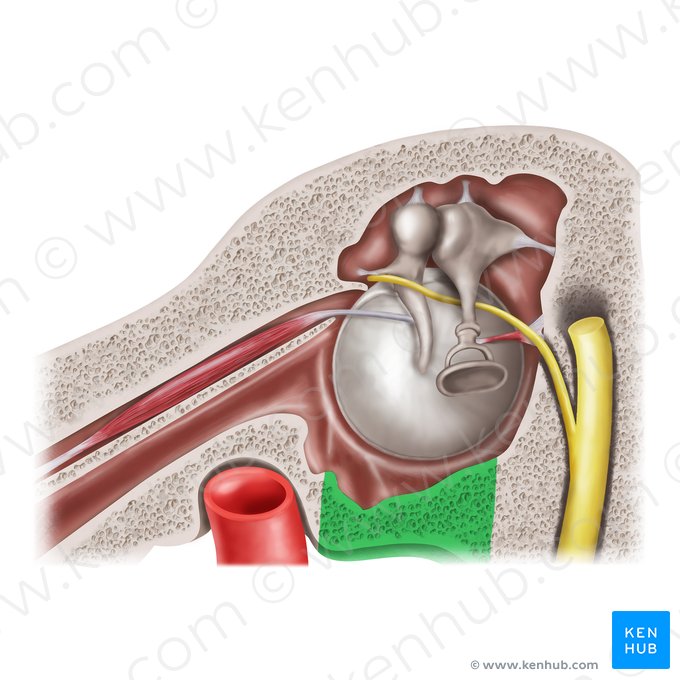 Jugular wall of tympanic cavity (Paries jugularis cavitatis tympani); Image: Mao Miyamoto