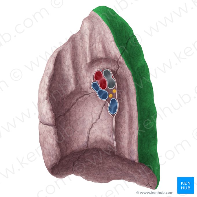 Superfície vertebral do pulmão direito (Facies vertebralis pulmonis dextri); Imagem: Yousun Koh