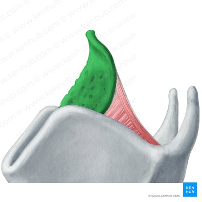 Cartilagem epiglótica (Cartilago epiglottica); Imagem: Yousun Koh