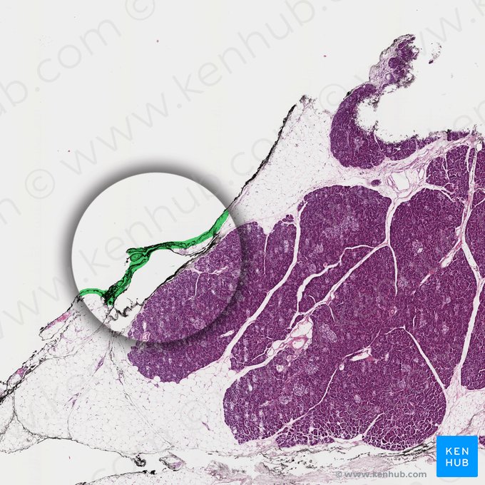 Cápsula (Capsula); Imagen: 