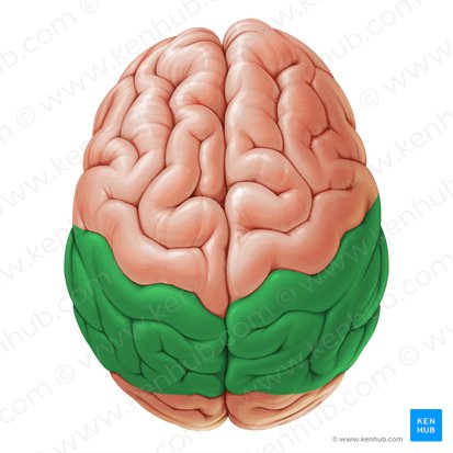 Lóbulo parietal (Lobus parietalis); Imagen: Paul Kim