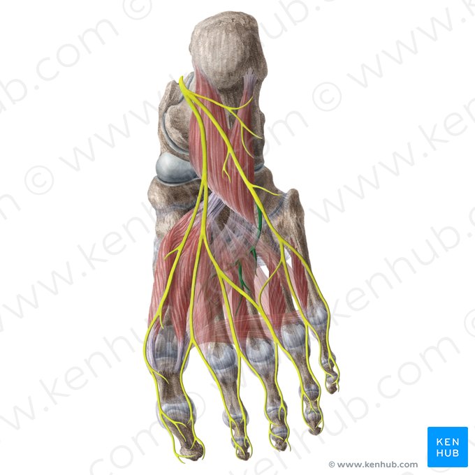 Deep branch of lateral plantar nerve (Ramus profundus nervi plantaris lateralis); Image: Liene Znotina