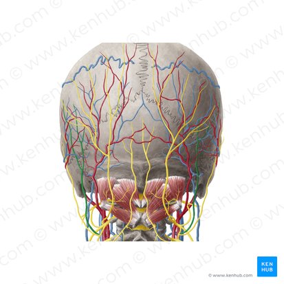 Nervio occipital menor (Nervus occipitalis minor); Imagen: Yousun Koh