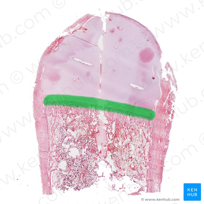 Plaque épiphysaire (Lamina epiphysialis); Image : 