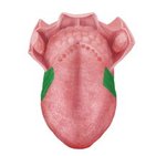 Foliate papillae