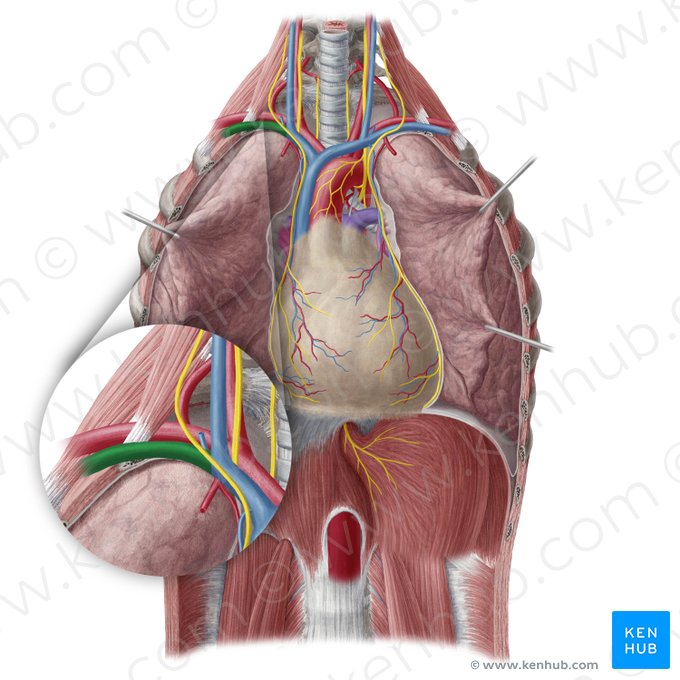 Vena subclavia dextra (Rechte Unterschlüsselbeinvene); Bild: Yousun Koh