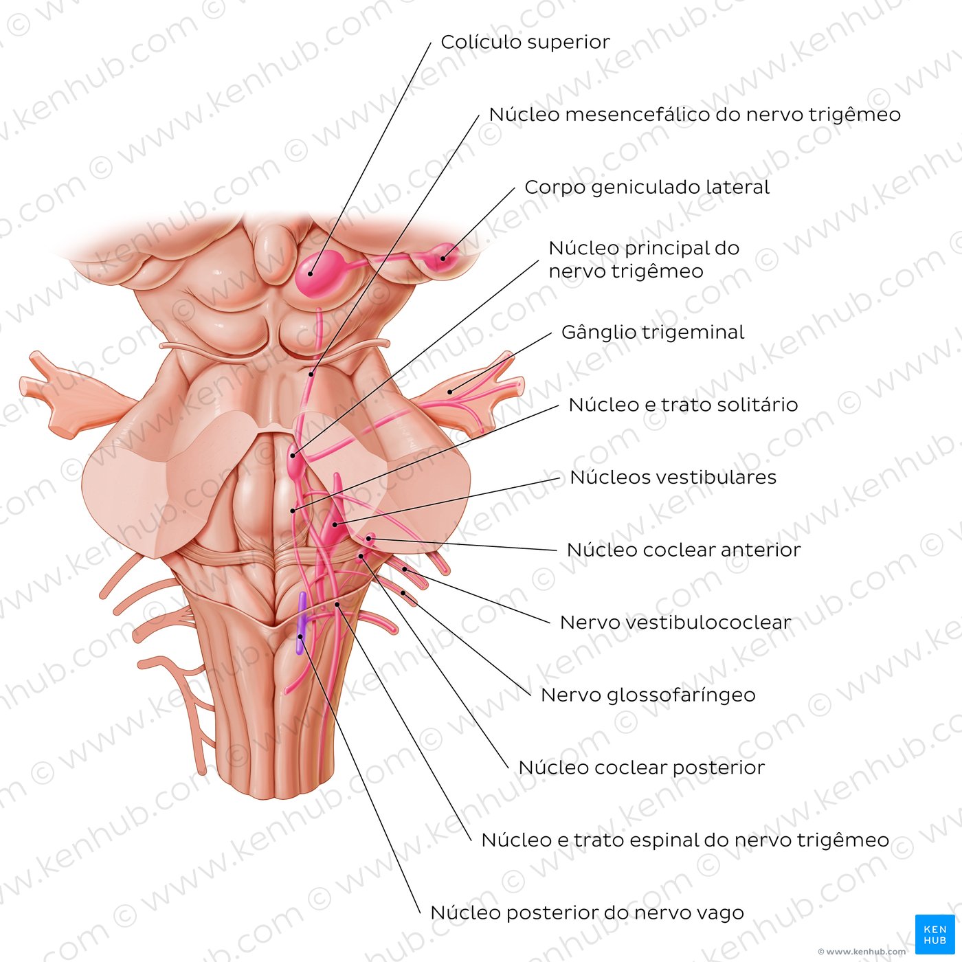 Núcleos dos nervos cranianos