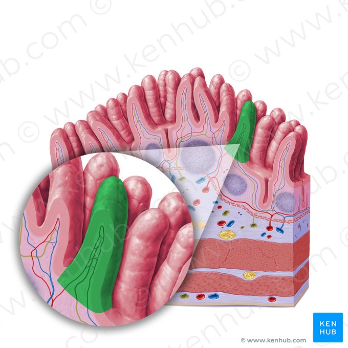 Vellosidad intestinal (Villus intestinalis); Imagen: Paul Kim