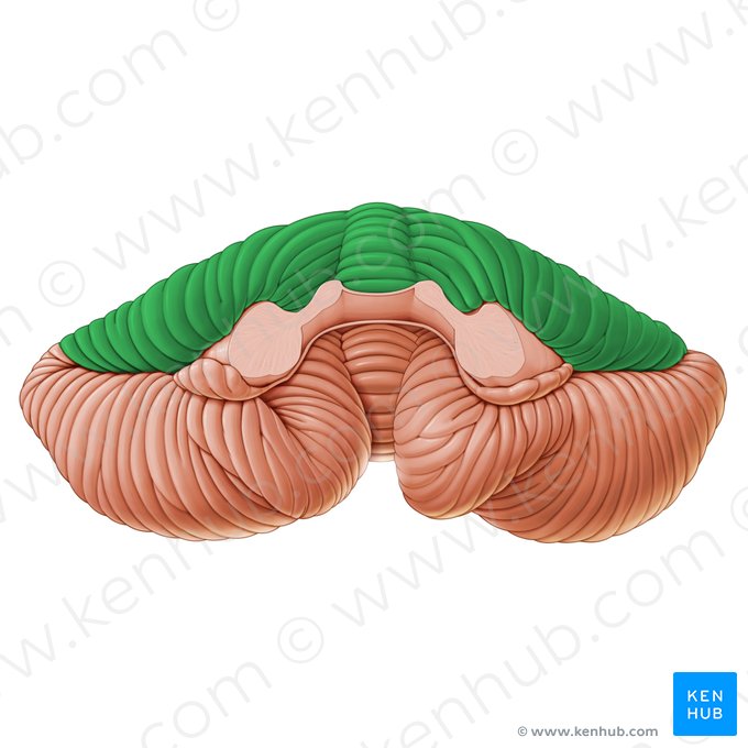 Lobe cérébelleux antérieur (Lobus anterior cerebelli); Image : Paul Kim