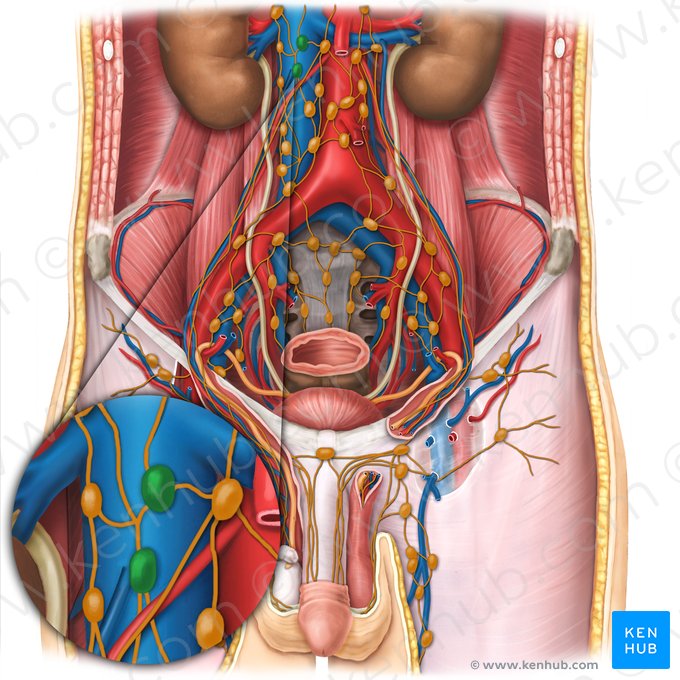 Precaval lymph nodes (Nodi lymphoidei precavales); Image: Esther Gollan