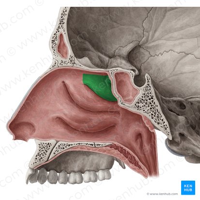 Superior nasal concha of ethmoid bone (Concha superior nasi ossis ethmoidalis); Image: Yousun Koh