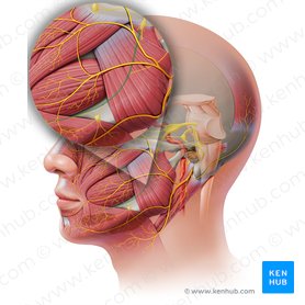 Lingual nerve (Nervus lingualis); Image: Paul Kim