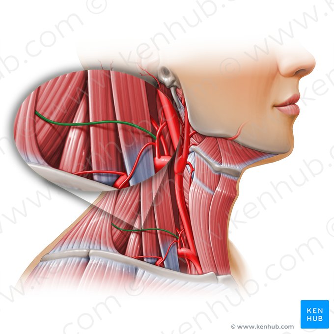 Arteria cervical transversa (Arteria transversa colli); Imagen: Paul Kim