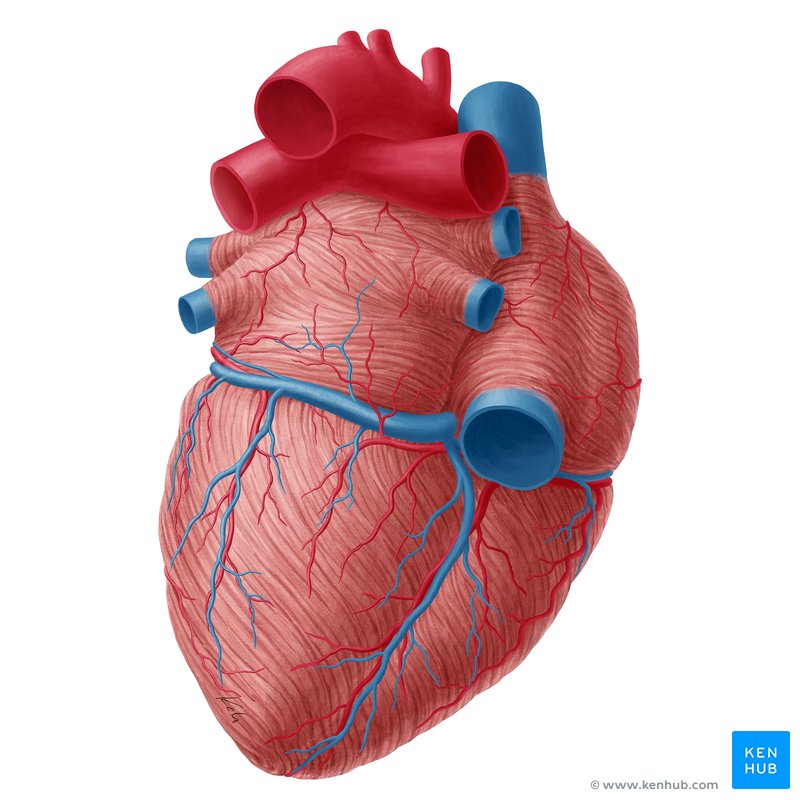 Heart blood supply: Coronary arteries and cardiac veins