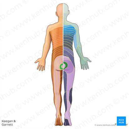 S4 dermatome (Dermatoma S4); Image: Irina Münstermann