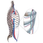 Musculophrenic artery