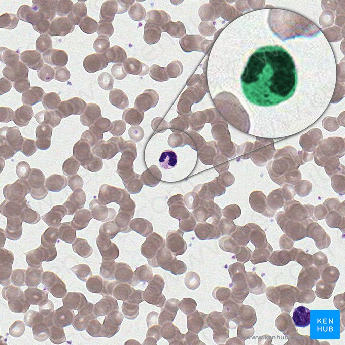 Célula neutrófila en banda (Granulocytus neutrophilus non segmentonuclearis); Imagen: 