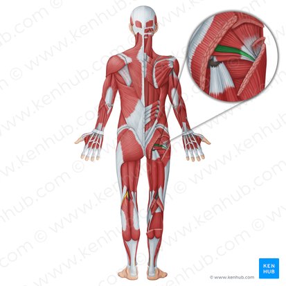 Músculo gemelo superior (Musculus gemellus superior); Imagen: Irina Münstermann