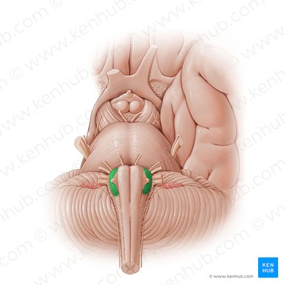 Núcleos olivares (Nuclei olivares); Imagem: Paul Kim