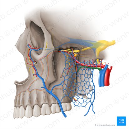 Maxillary vein (Vena maxillaris); Image: Paul Kim