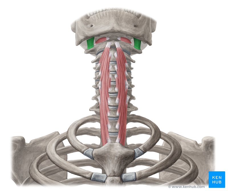 Rectus capitis lateralis muscle (Musculus rectus capitis lateralis)