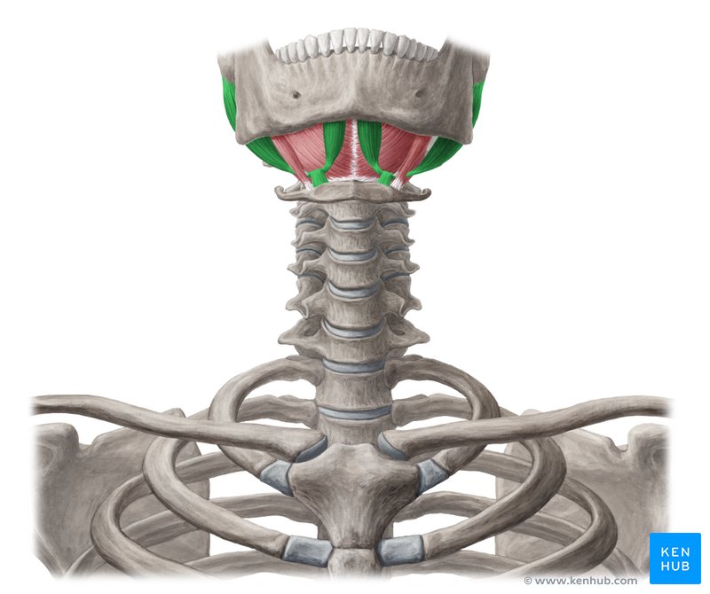 Digastric muscle: Ventral view