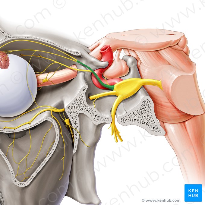 Ophthalmic nerve (Nervus ophthalmicus); Image: Paul Kim