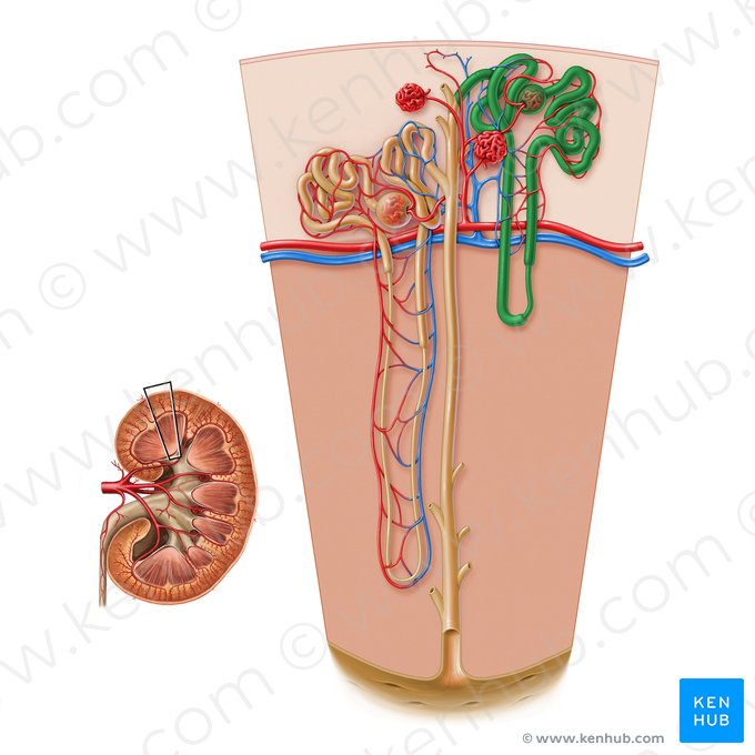 Nephronum corticale (Rindennephron); Bild: Paul Kim