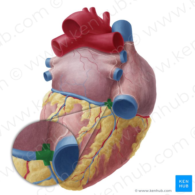 Crux of heart (Crux cordis); Image: Yousun Koh