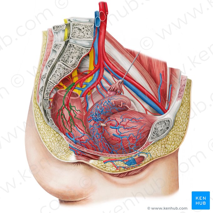 Superior anorectal vein (Vena anorectalis superior); Image: Irina Münstermann