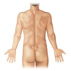 Regions of the back and buttocks