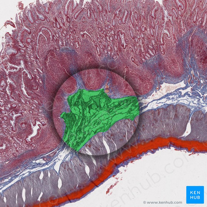 Submucosa (Tela submucosa); Image: 