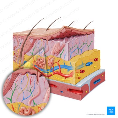 Dermal arterial plexus (Rete arteriosum dermale); Image: Paul Kim